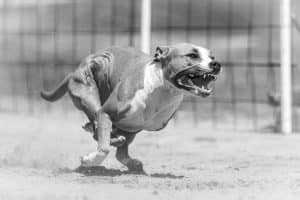 A dog with open mouth and visible teeth is caught mid-sprint