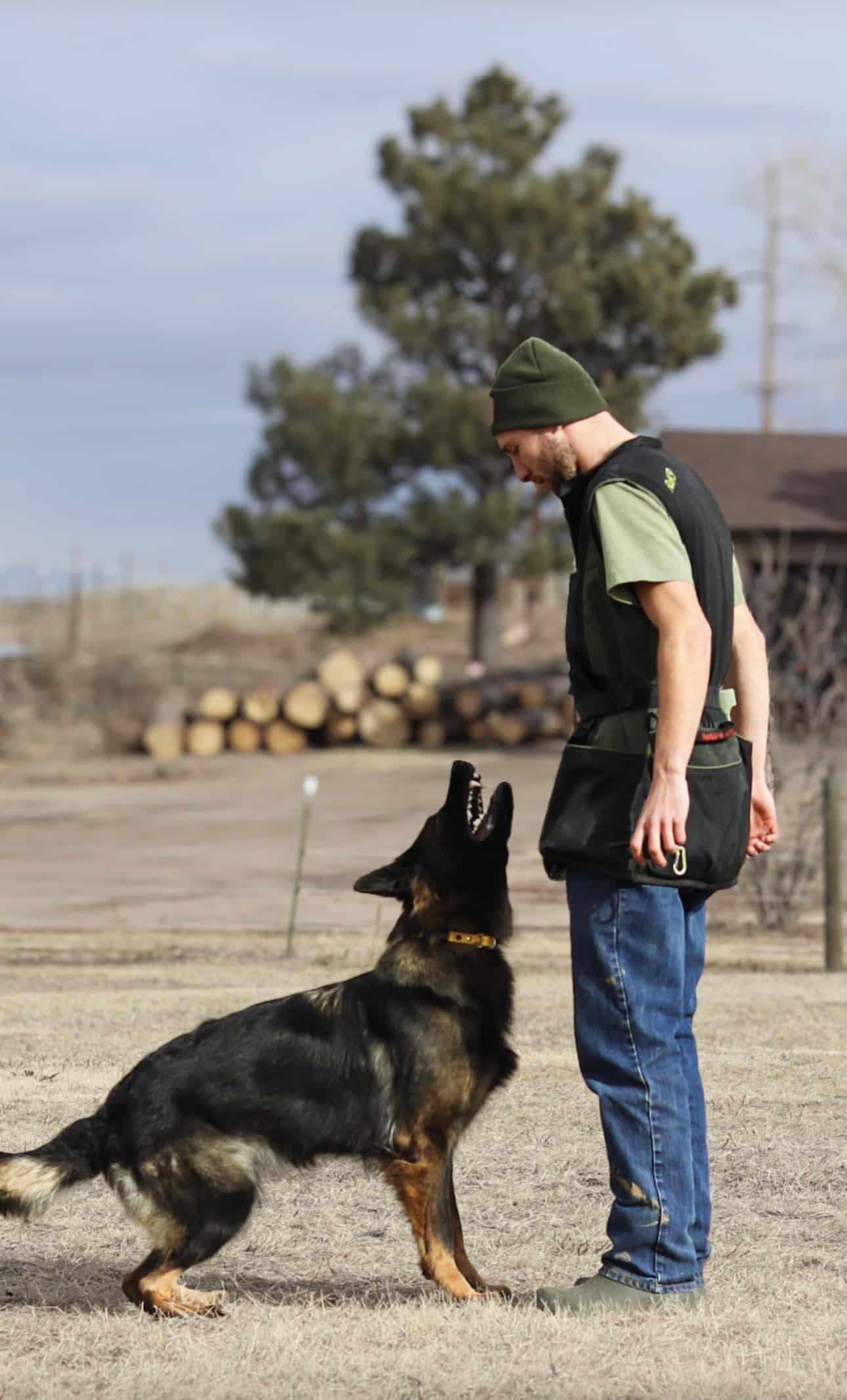 A dog trainer interacts with an attentive german shepherd