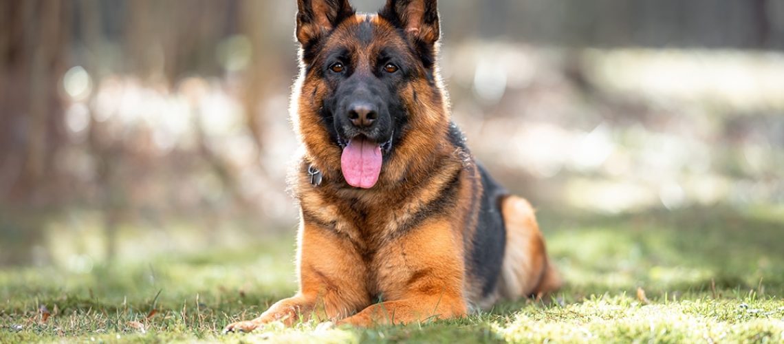 K9-Companion