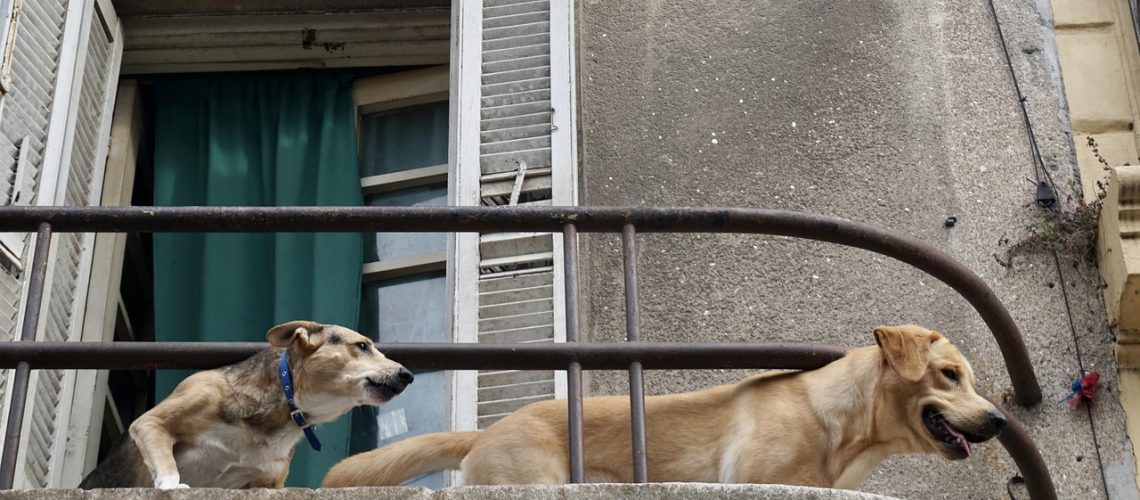 Training-for-reactive-dogs